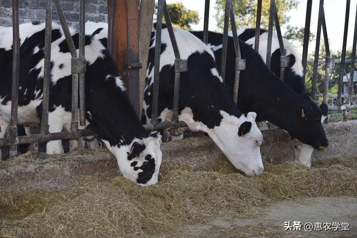 牛羊养殖的最新饲料,养殖牛羊用多少饲料最好