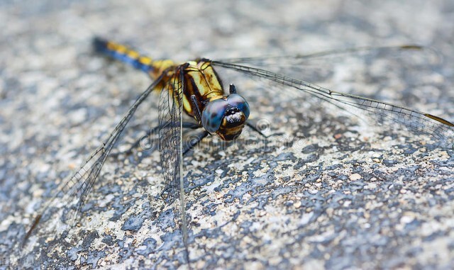我的花花正开时--一提到绿蜻蜓，我就会想起梦中的家园