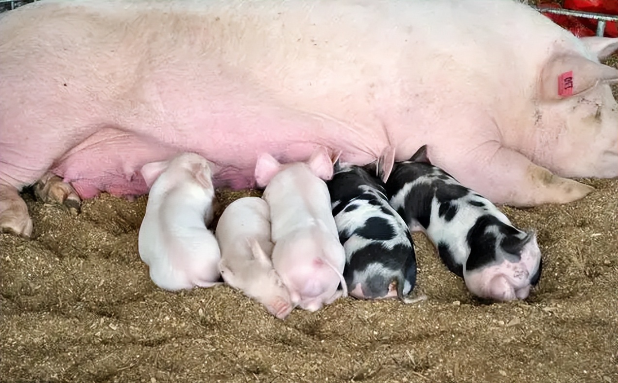 母猪产后没有奶水怎么弄,母猪产后四五天没有奶水怎么办