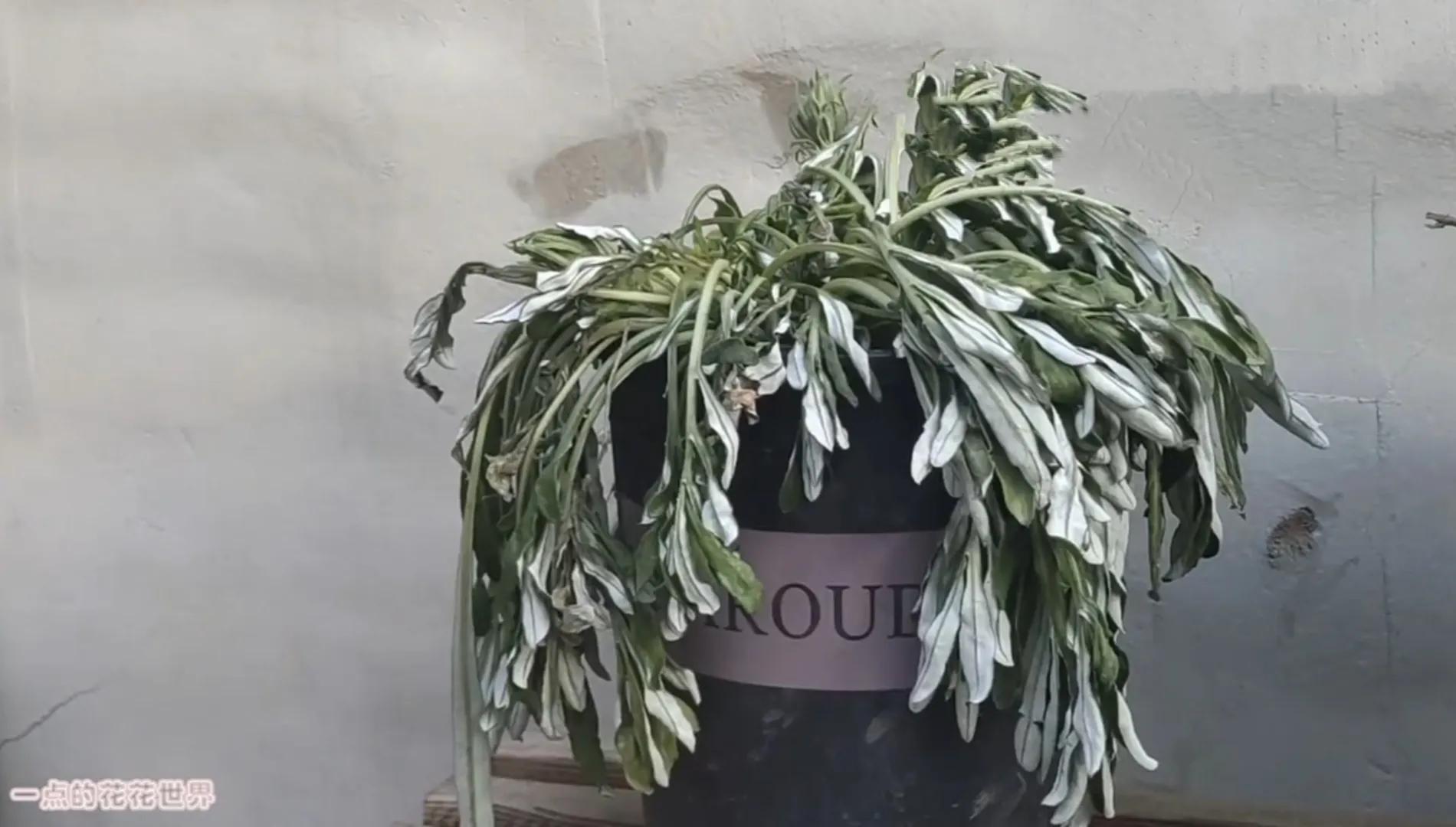 枯萎的勋章菊怎么处理,勋章菊枯萎