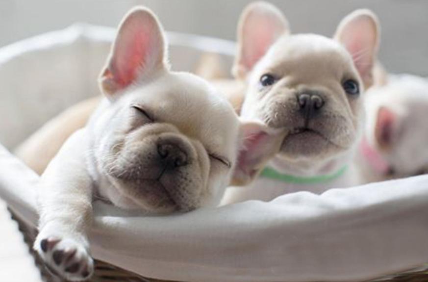 狗狗怀孕常见的四个问题，尤其是第二个