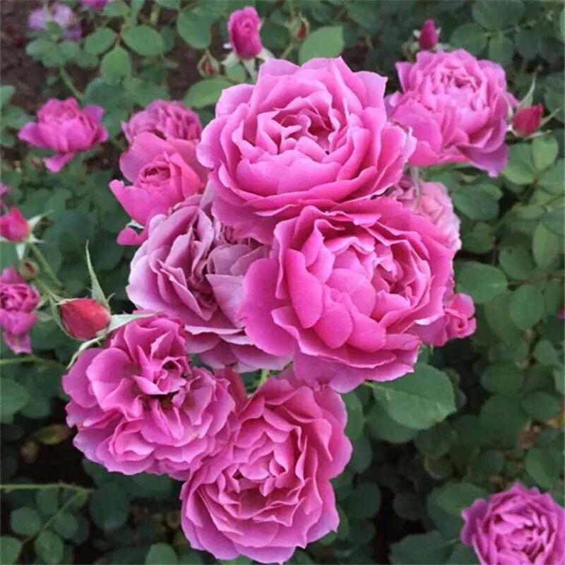 葵系列的月季,高贵浪漫的仙女月季