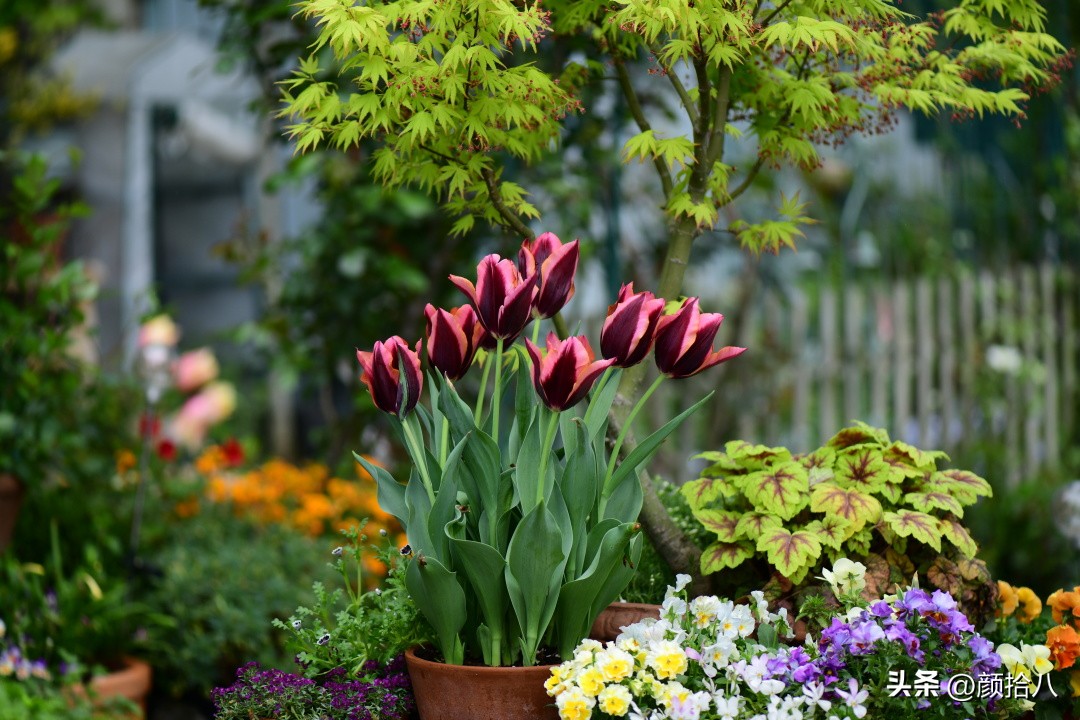 盘点今年河马花园里最美的几款郁金香|园丁