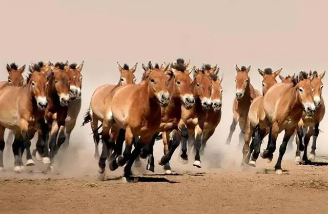 澳大利亚泛滥成灾的马,澳大利亚野马价格表