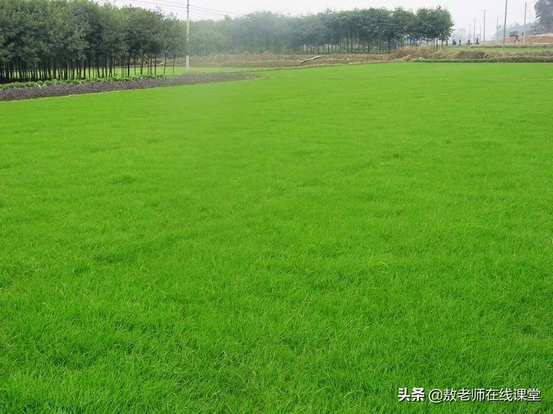 草坪园林景观设计,园林景观和草坪景观区别