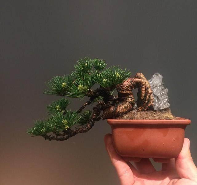 盆景造型类型有哪些,盆景造型种类