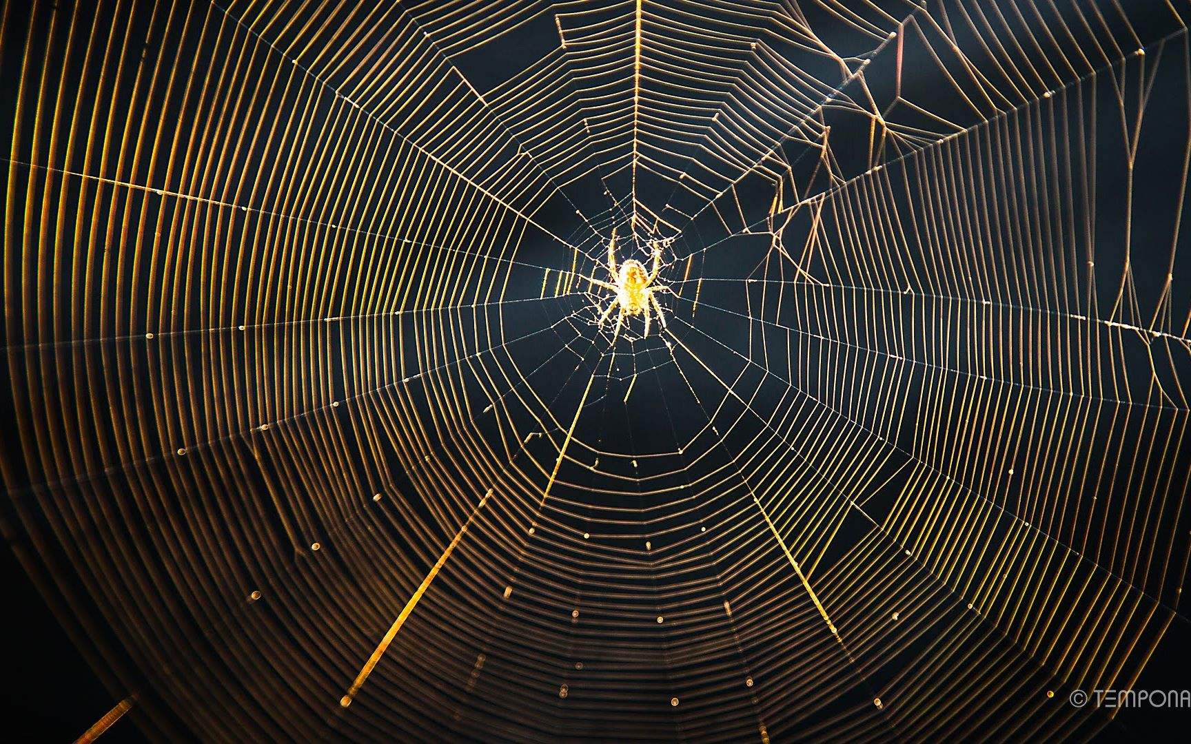 汉字探源：绳和渑中的黾是什么东西？