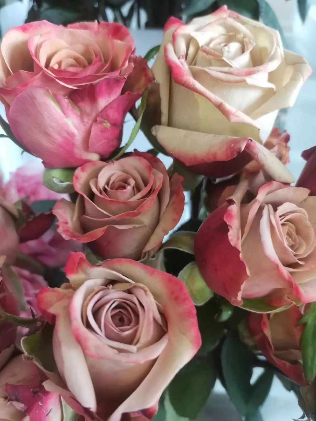 月季玫瑰蔷薇区别,蔷薇月季玫瑰之间的区别