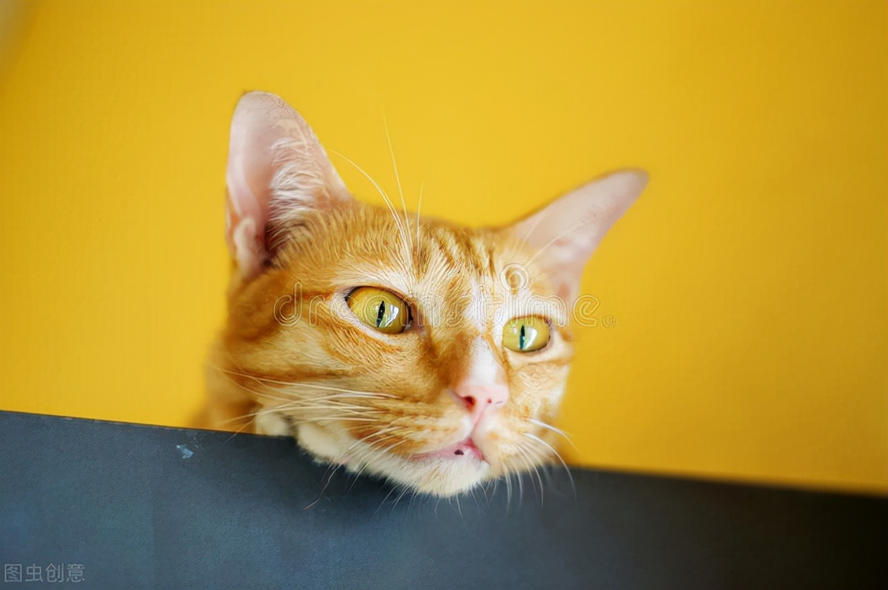 猫咪吃了人的食物拉稀怎么办,猫咪吃了食物拉稀怎么回事