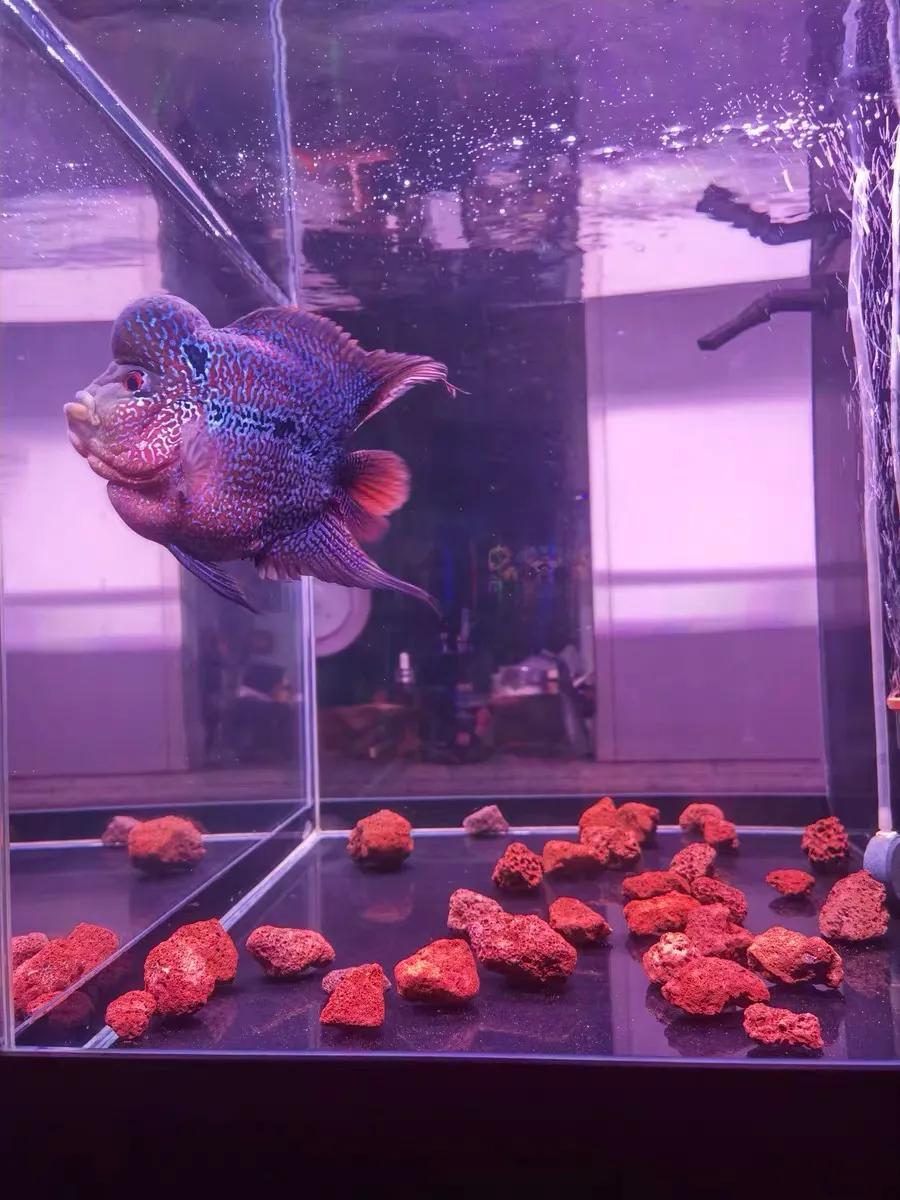 养鱼培养硝化细菌用什么滤材,养鱼哪种细菌滤材好