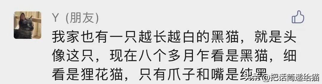 为什么猫咪养着养着就瘦了,猫咪为什么养着养着就发黄了