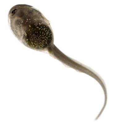 古代的钱塘江,罗刹江为什么改名钱塘江