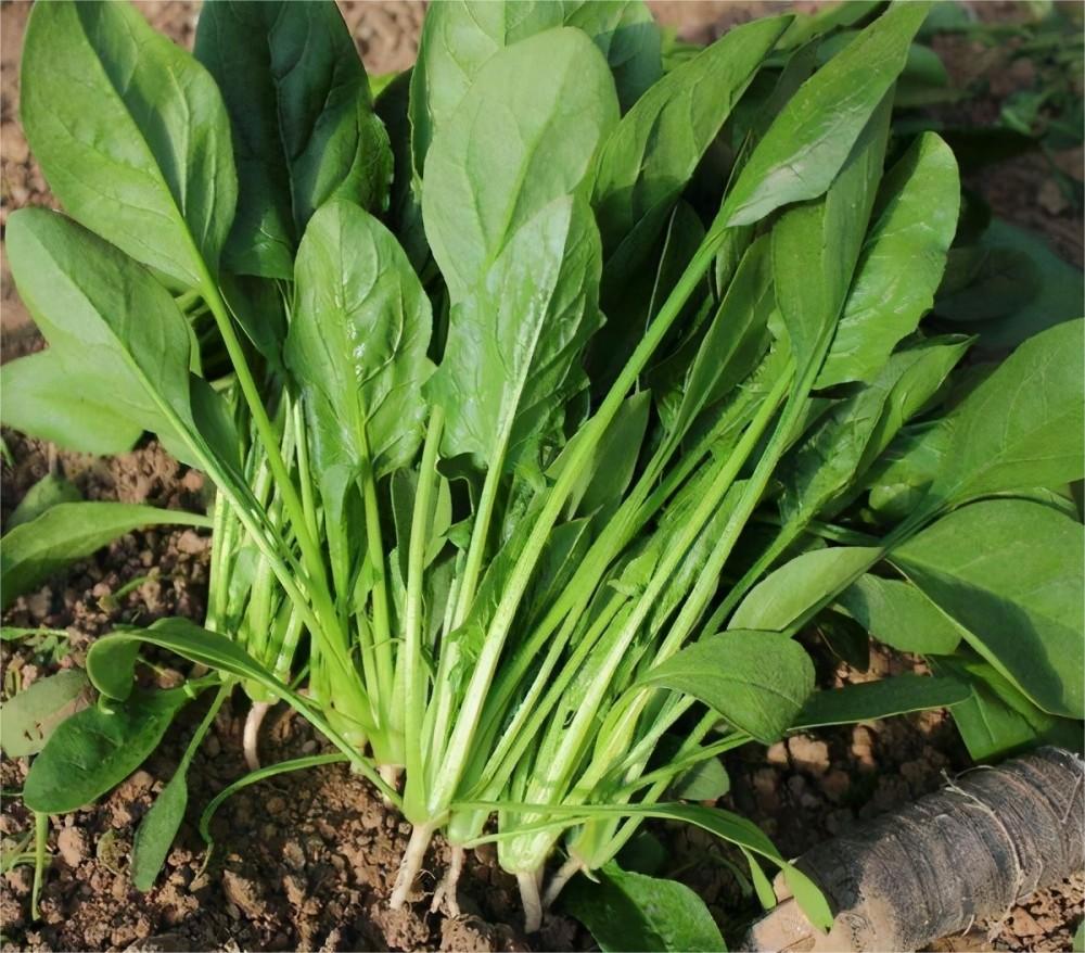 菠菜和什么吃会拉肚子,菠菜肠胃不好的人吃了会拉肚子吗