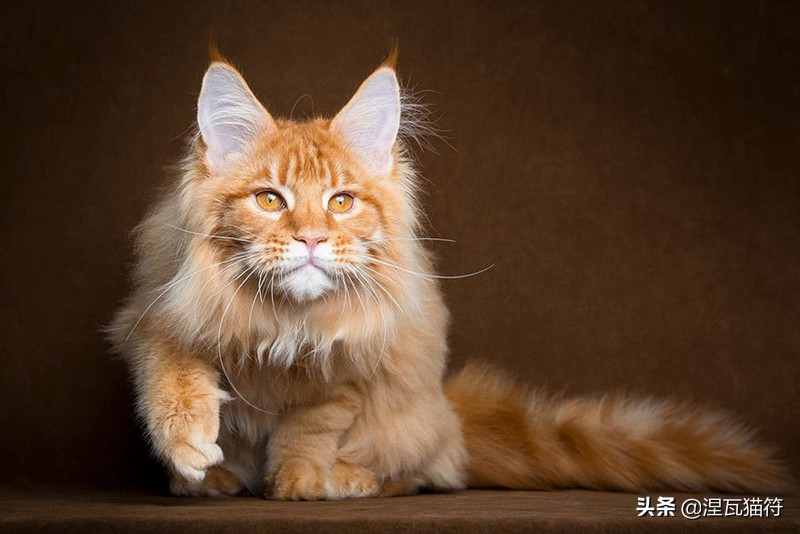 缅因库恩猫银虎斑,缅因猫浅银虎斑