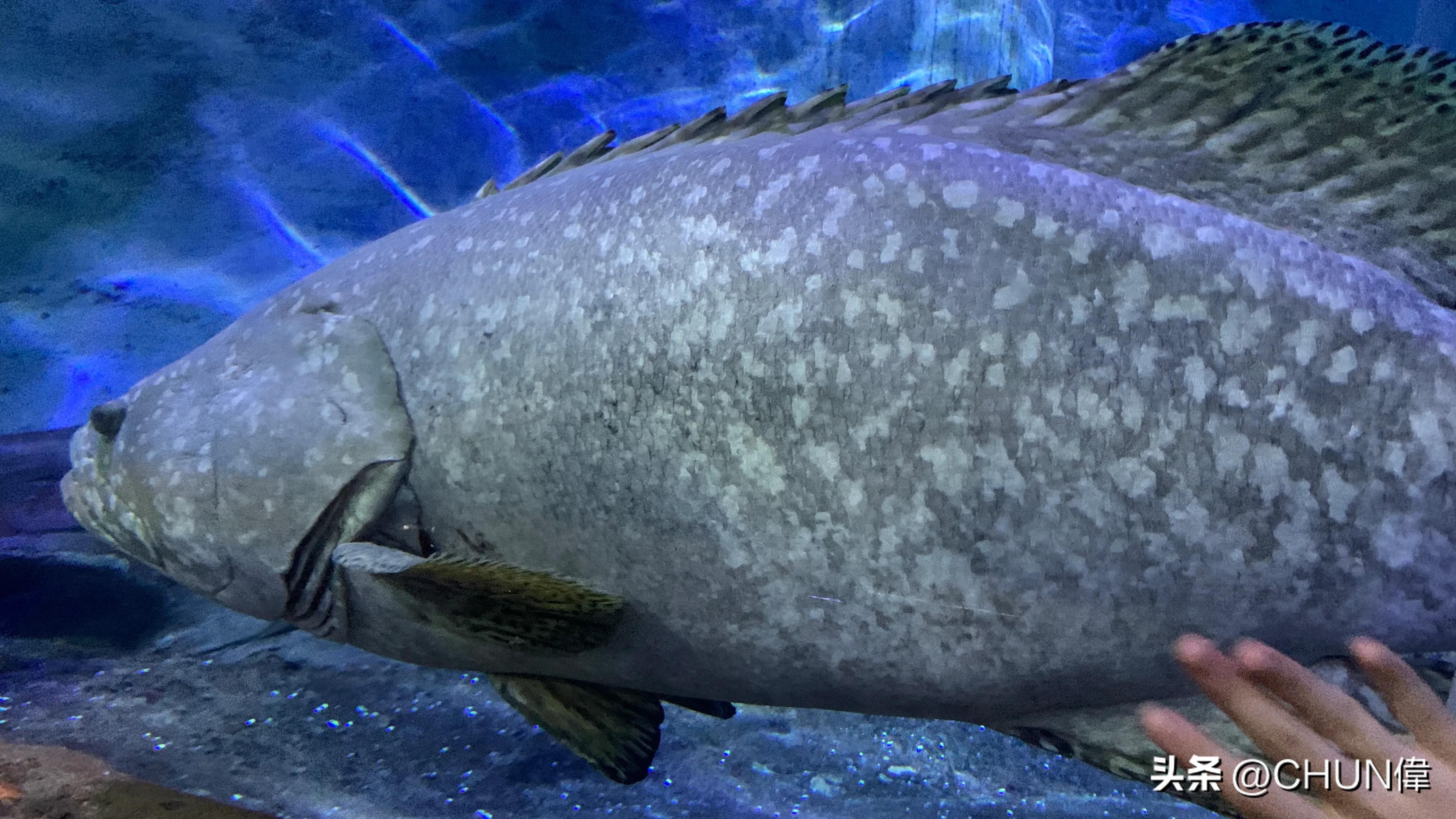 自由行厦门鼓浪屿四天怎么安排,鼓浪屿一日游五一