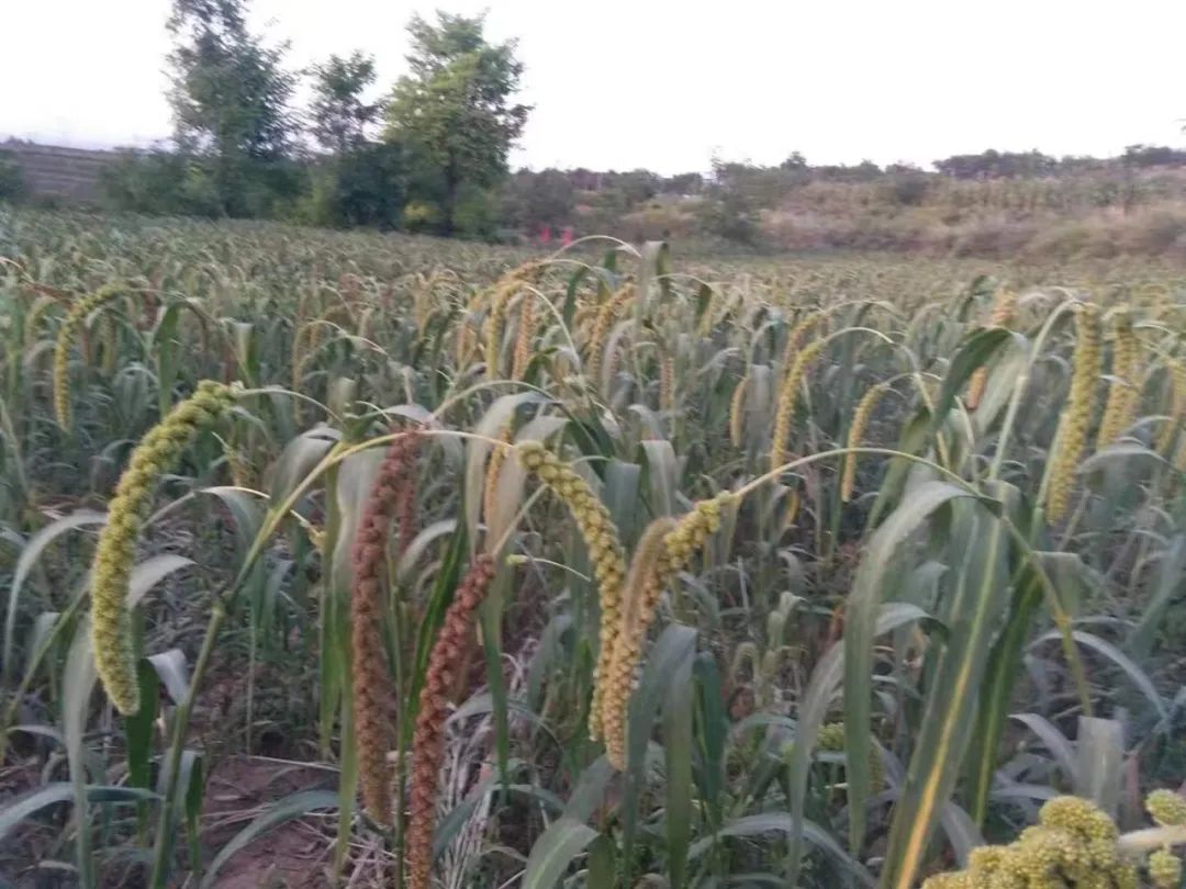 产业提质添动力强镇兴村更富民——记永寿县渠子镇新农业综合产业园产业兴农先进事迹