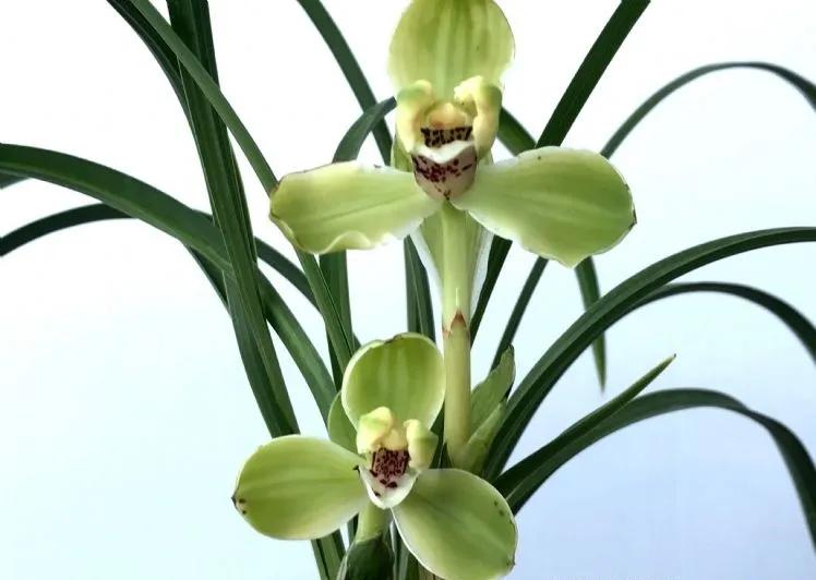 兰花宋梅的故事,宋梅故事