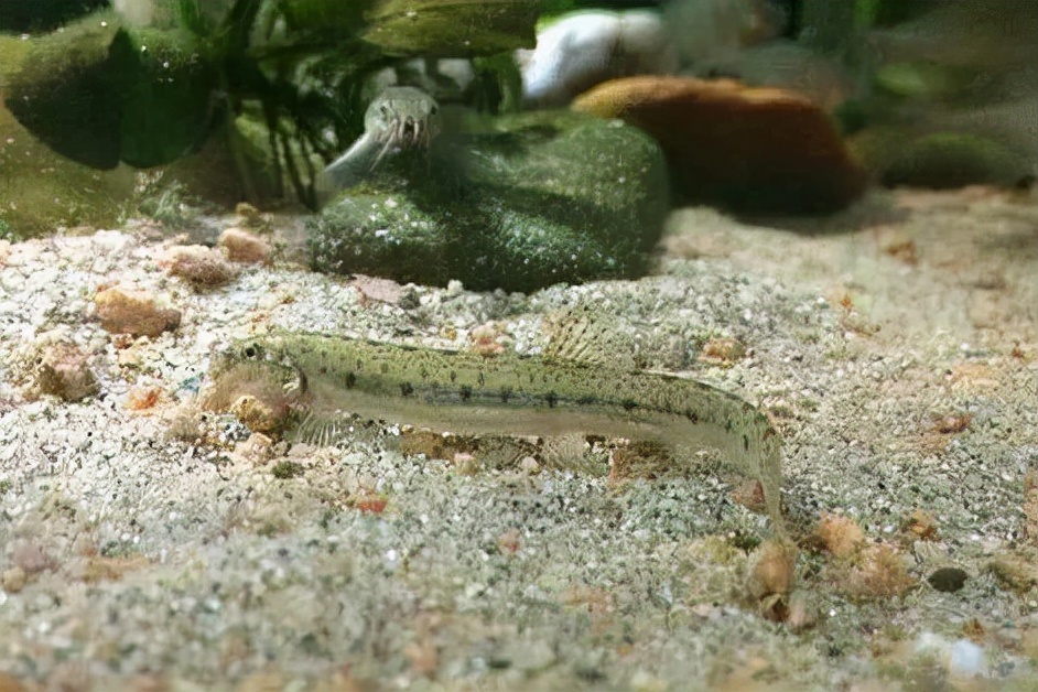 黑龙江三花五罗十八子图片,黑龙江名鱼三花五罗