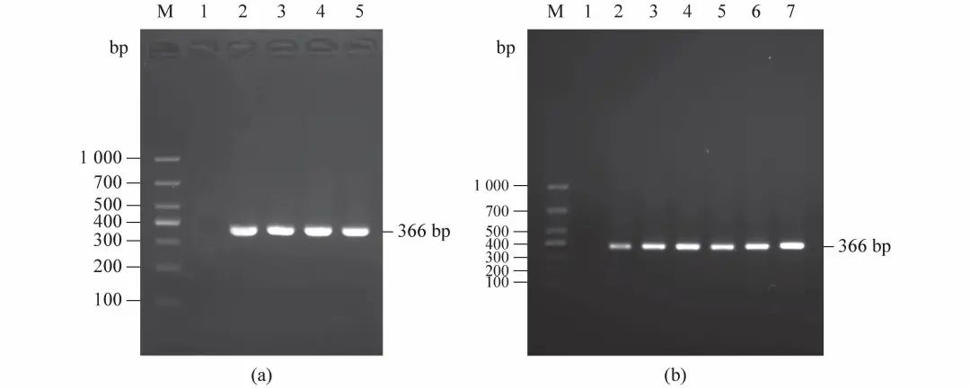 水产养殖疱疹病毒怎么治疗,水产养殖疱疹病毒