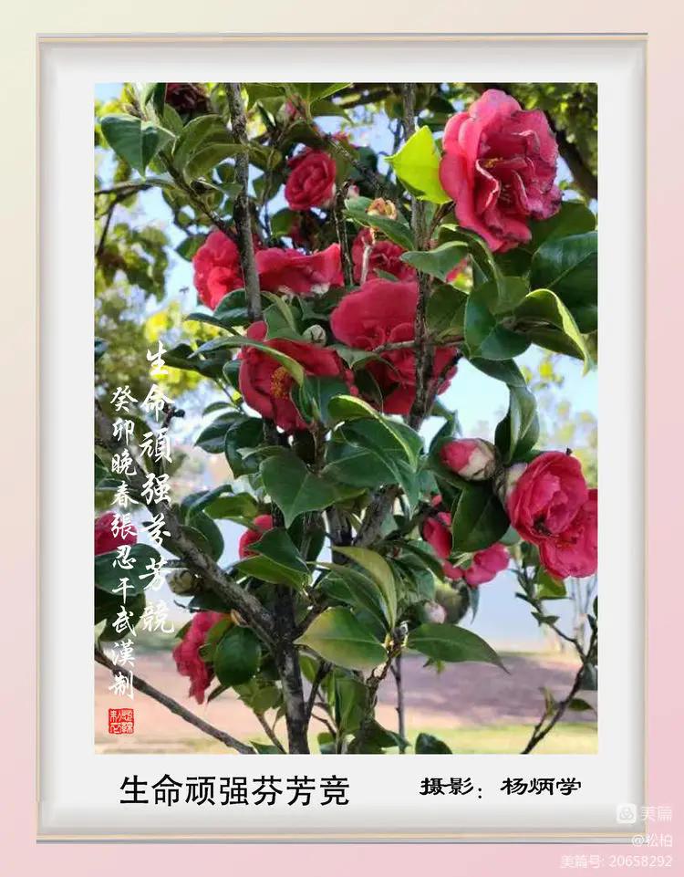 诗图战友情(五十三)炳学作品选