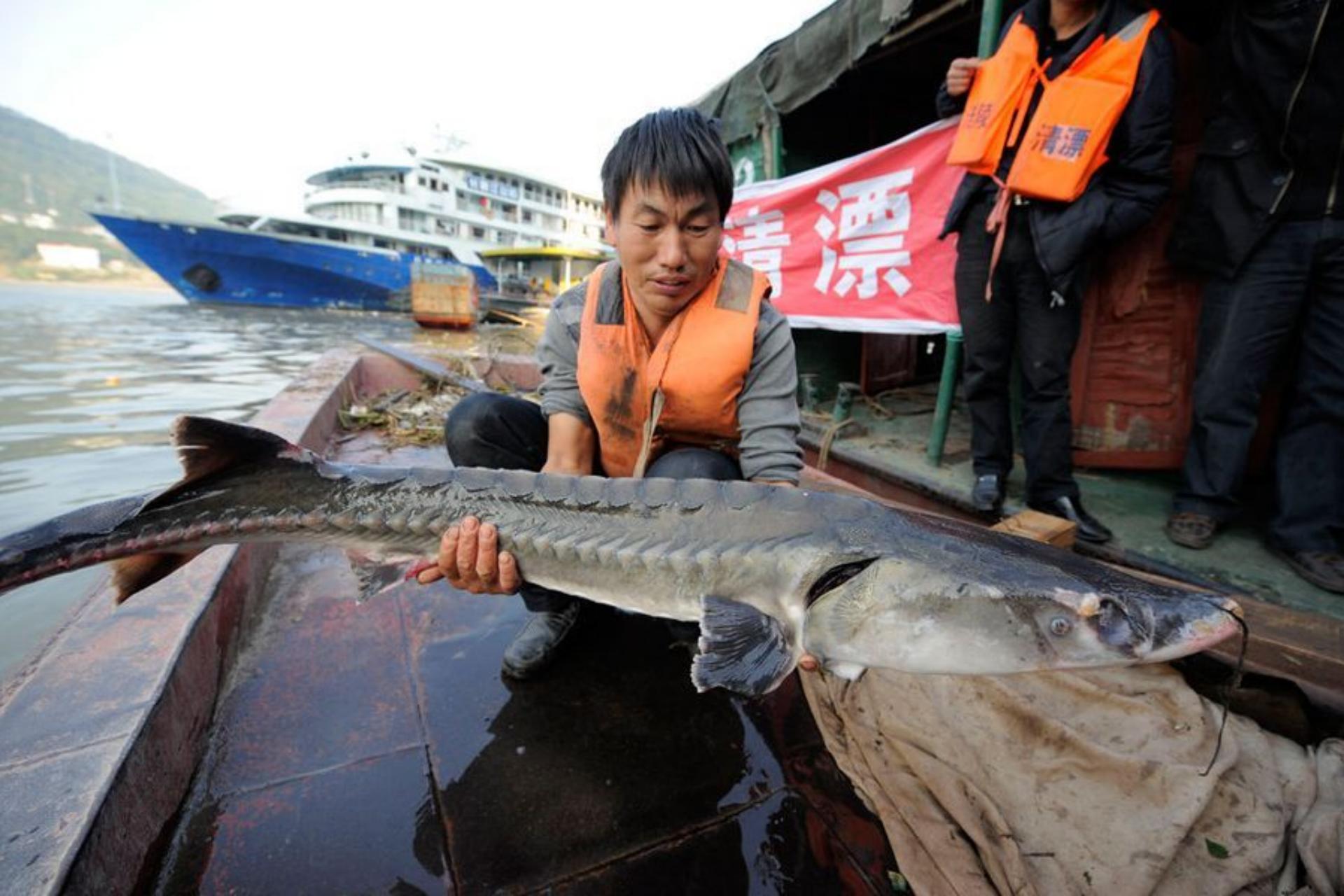 黑龙江里的鳇鱼一条几百斤,黑龙江的大鳇鱼几十斤