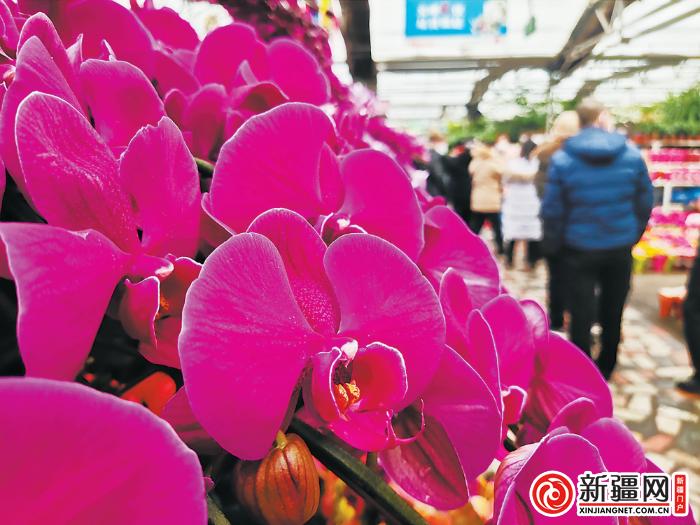 乌鲁木齐花卉市场鲜花价格,乌鲁木齐花卉市场批发各种花价