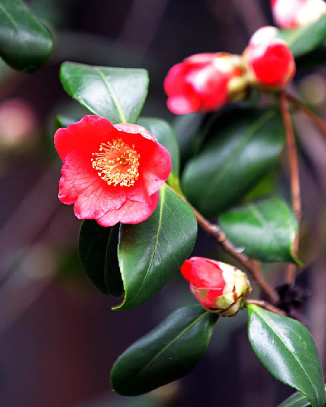 #草木有趣|雪里开花到春晚，不是寻常儿女花