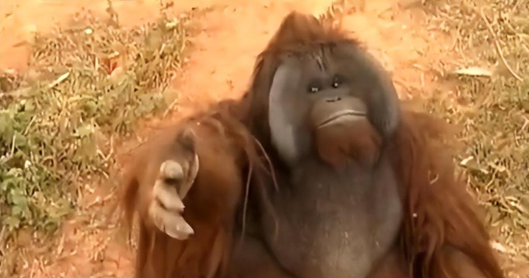 动物园大猩猩体重,红毛大猩猩减肥