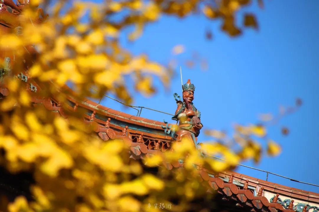 二严寺万佛阁银杏黄啦~古刹银杏，来领取奉贤最禅意的浪漫
