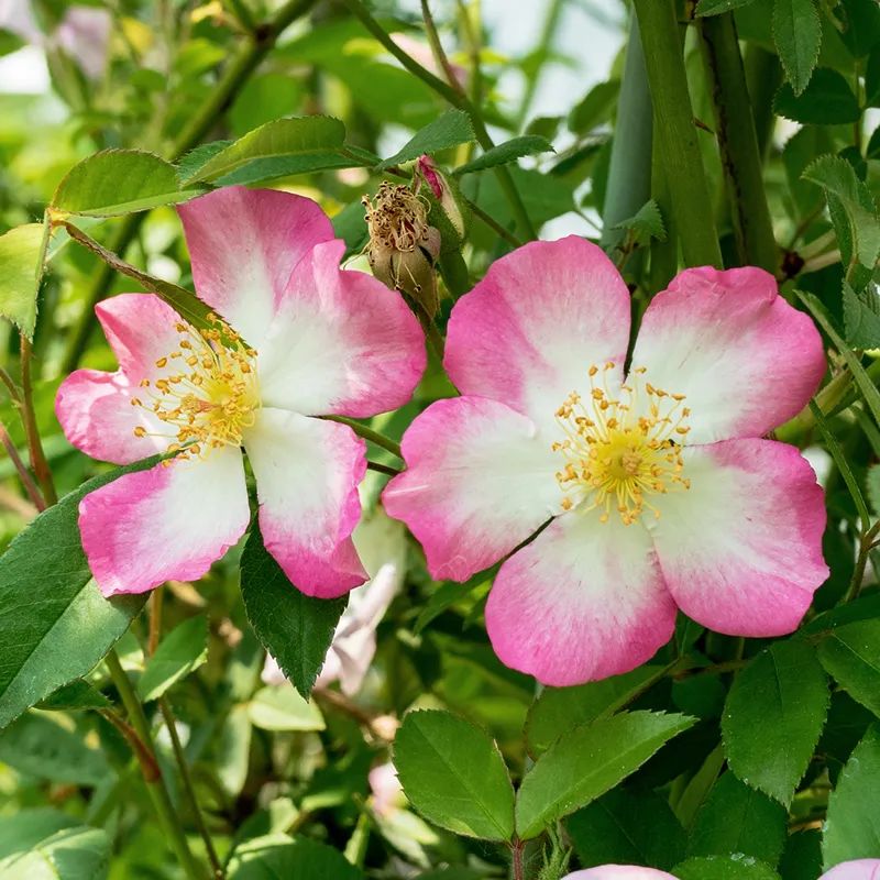 月季花瓣的旋转方向,月季花瓣和玫瑰花瓣的区别