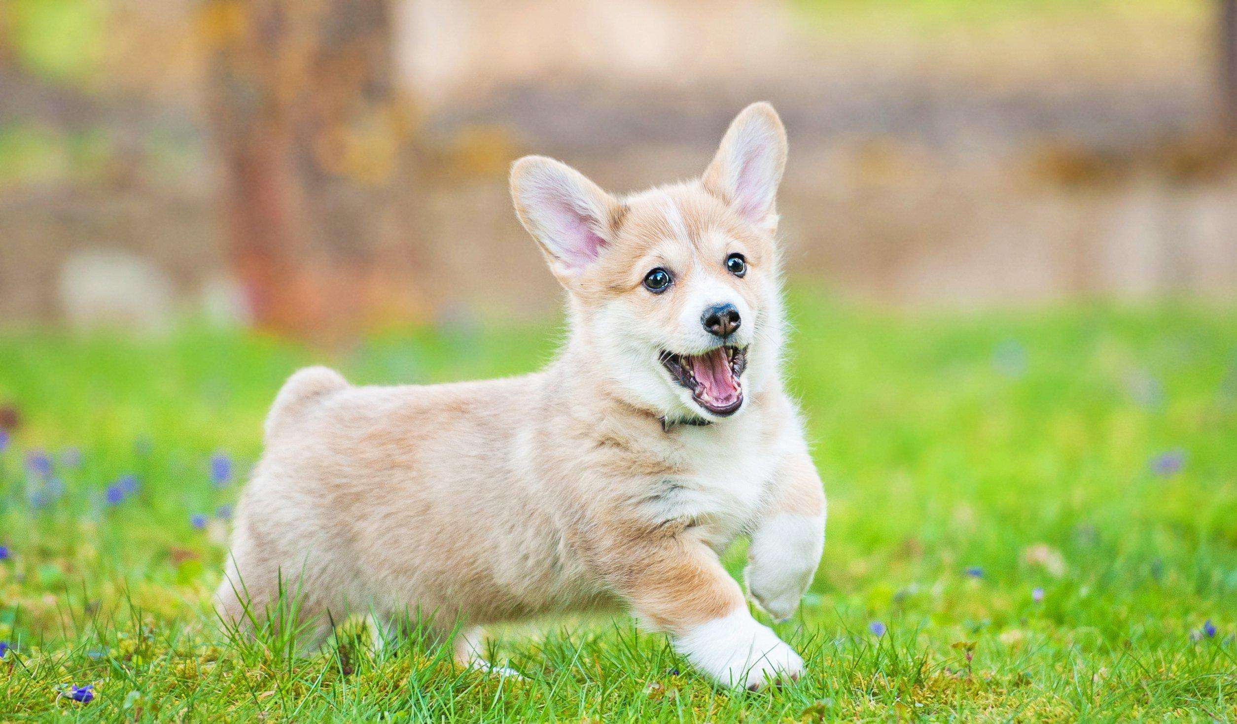 了解宠物狗的知识,了解狗狗的毛病