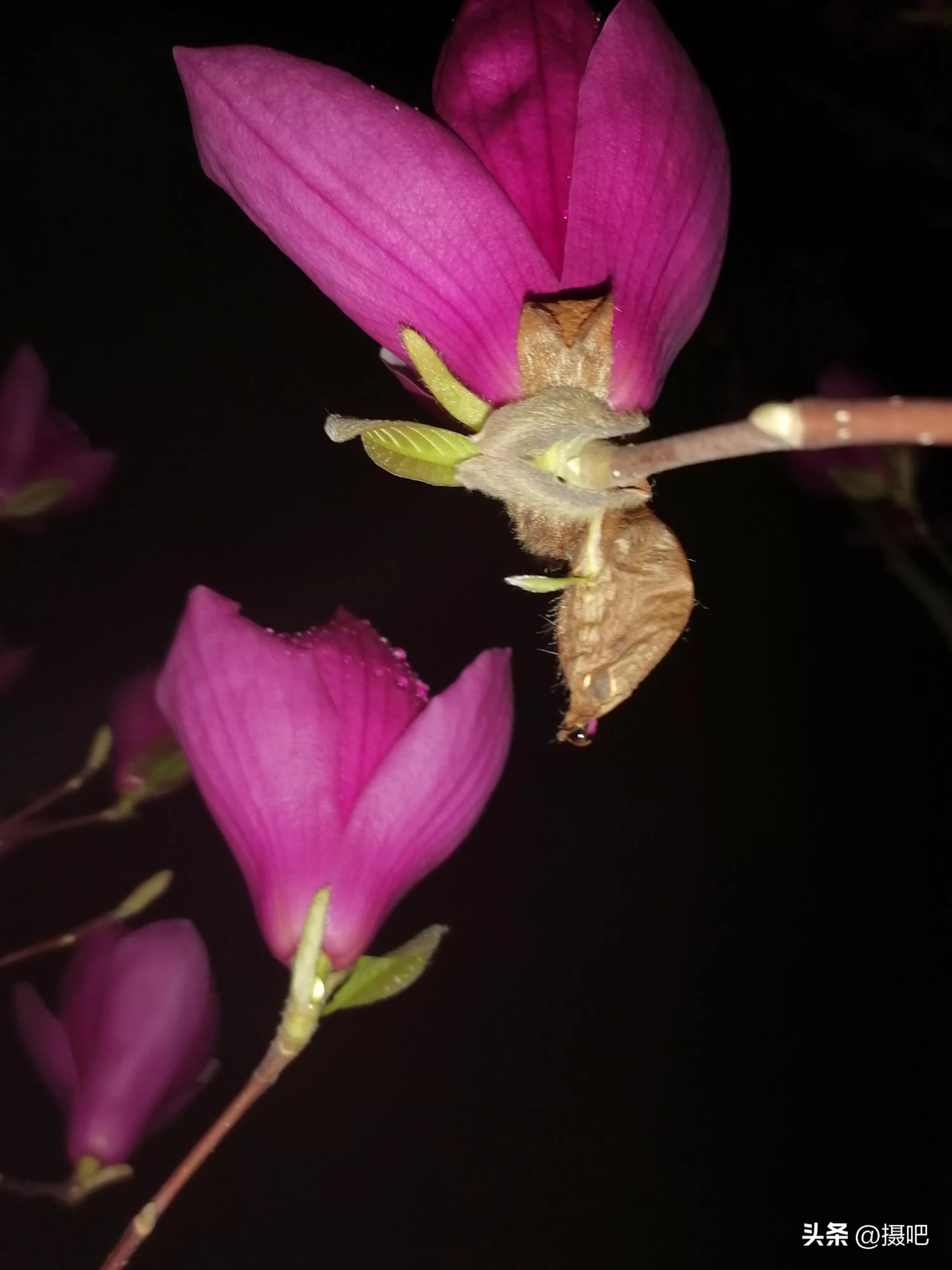 雨夜玫瑰背景图,玫红色唯美图片