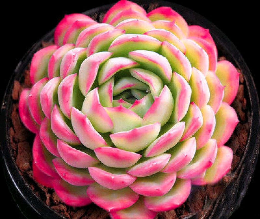 十二卷多肉的品种图鉴,100种多肉植物图片大全