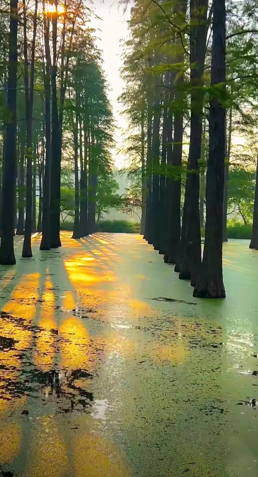 扬州渌洋湖湿地,江苏扬州渌洋湖湿地公园
