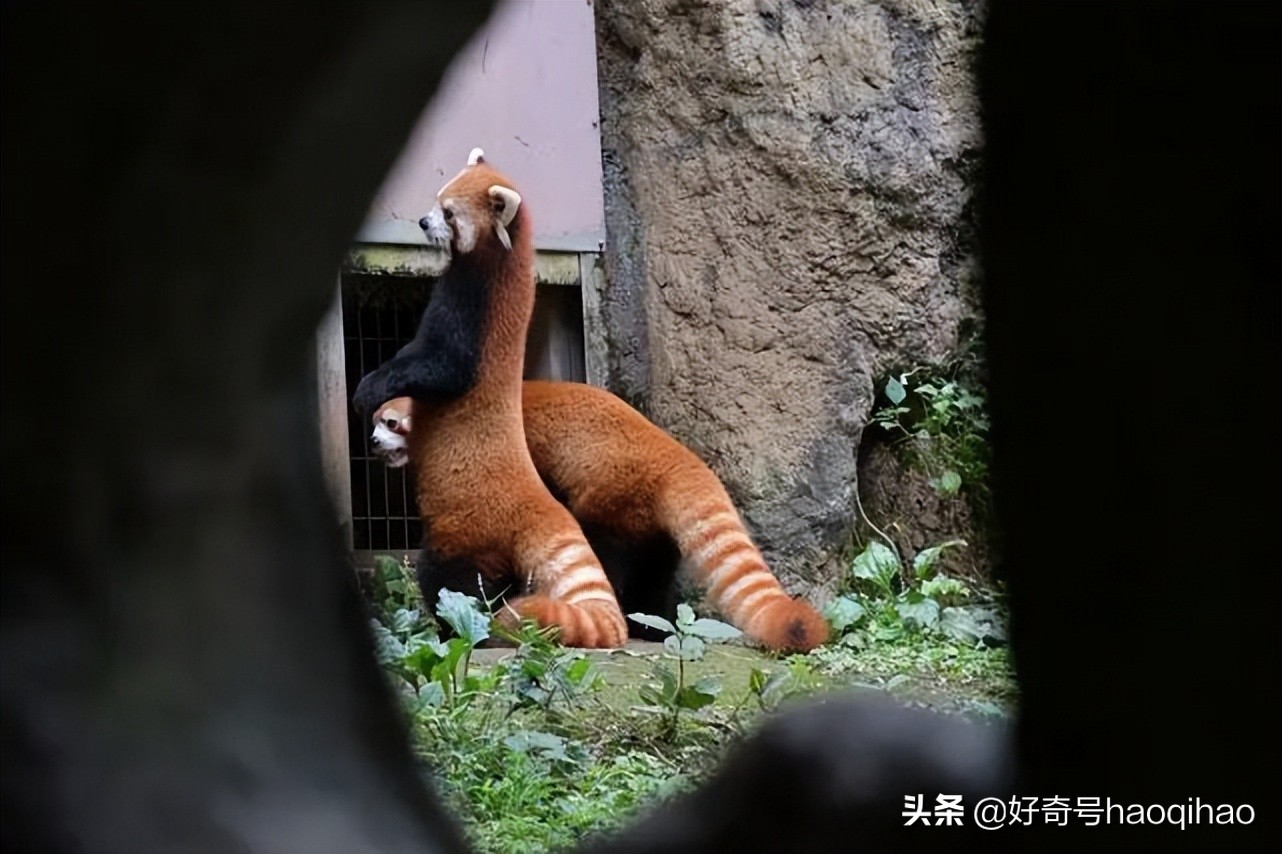 毁童年!干脆面上印的竟然不是小浣熊?