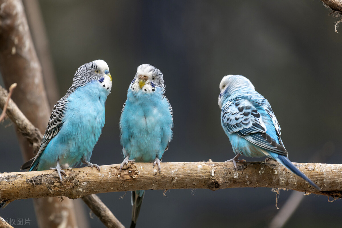 鹦鹉老叫和甩头是怎么回事,鹦鹉为什么会在笼子里乱叫