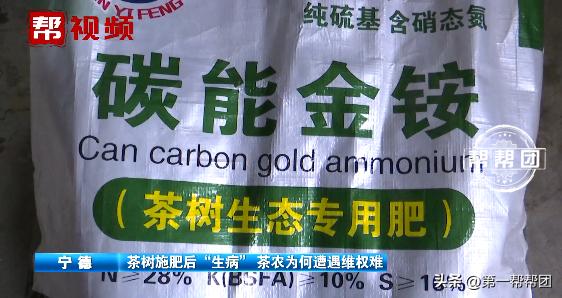 茶树肥害的原因及防治方法,茶树肥料施多了如何补救