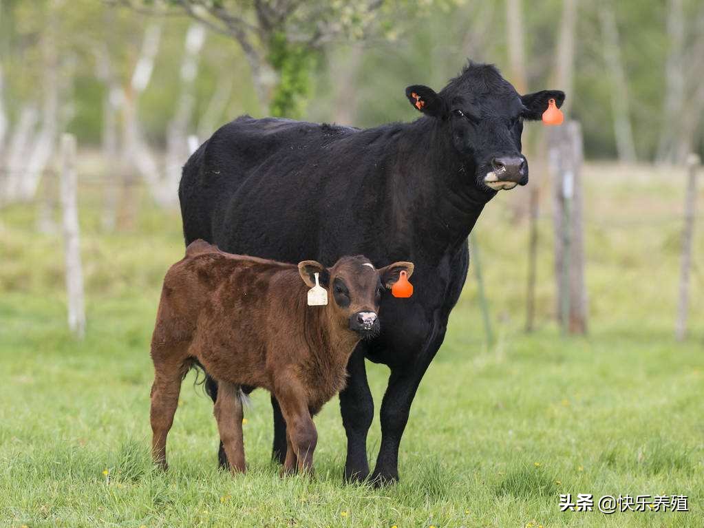 养母牛麻烦吗,养母牛的十大禁忌