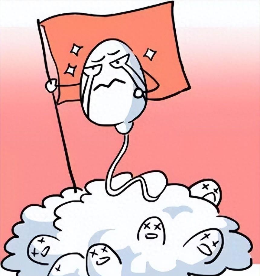 精子和卵子的神秘之旅,精子生命的历程