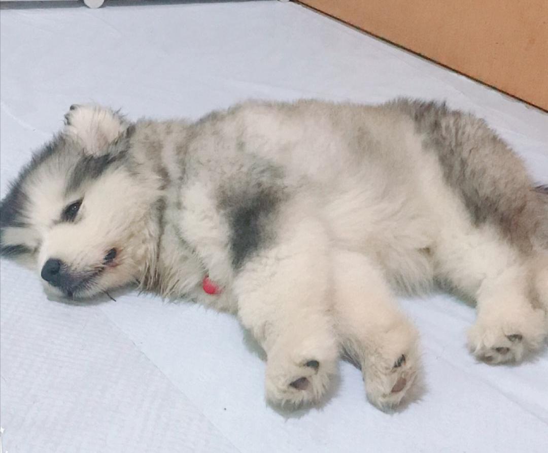 阿拉斯加呕吐了怎么办？