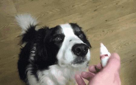 有洁癖的男生养什么狗狗,适合有洁癖的人养的狗狗