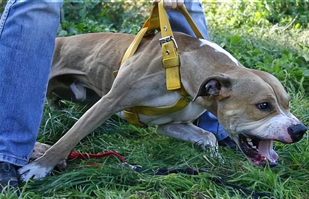 5种禁养的宠物,五种禁养犬