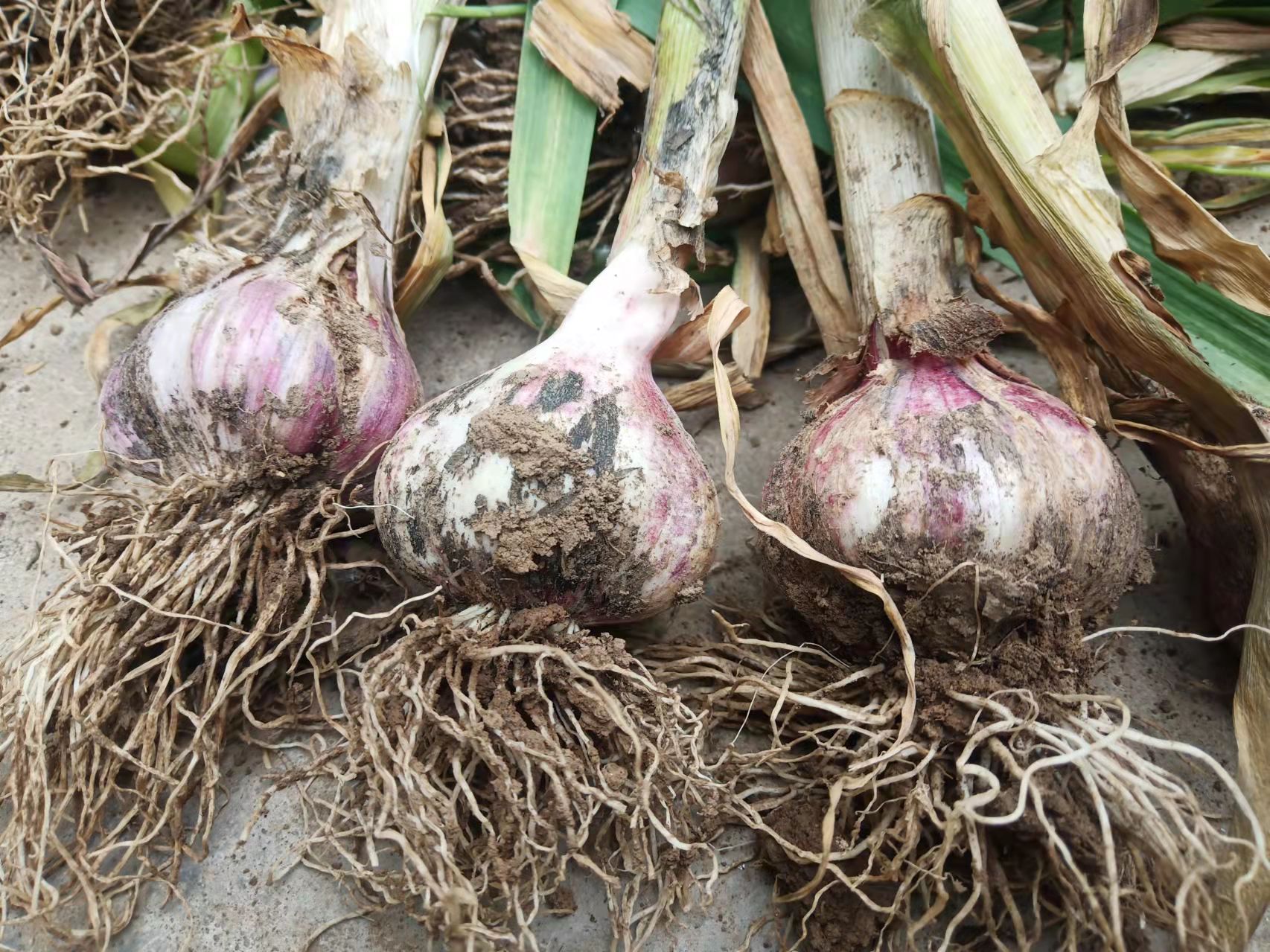 老蒜农说起蒜后等个两三天修剪,还可增产5%左右,有道理吗?