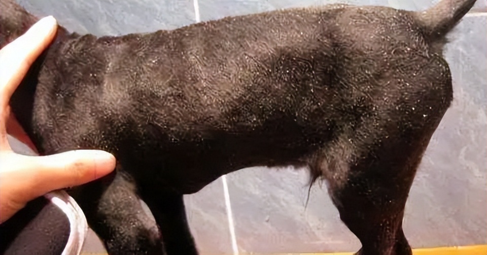 这招，让你家毛孩冬天出街也能回头率100%