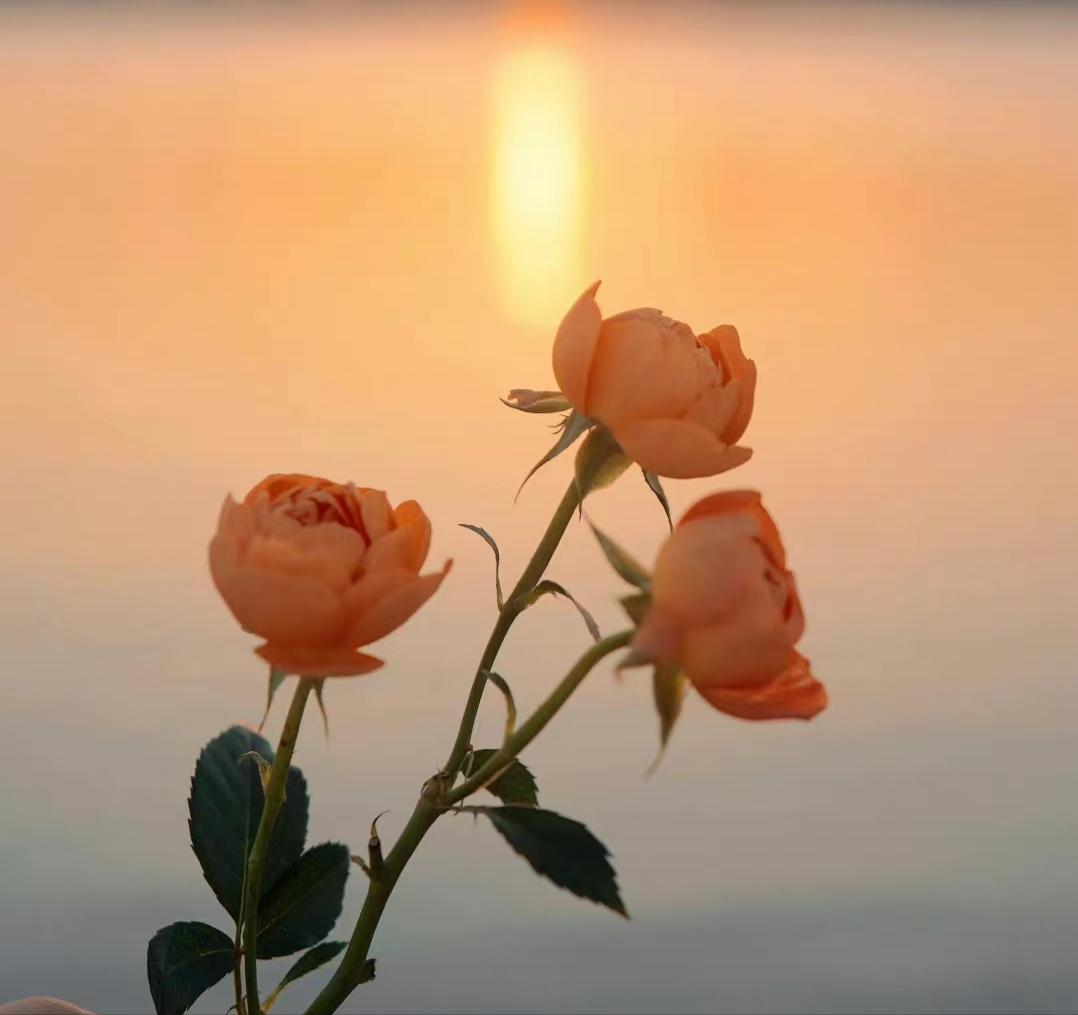 灵魂伴侣就是极致的浪漫,最好的恋人是灵魂伴侣