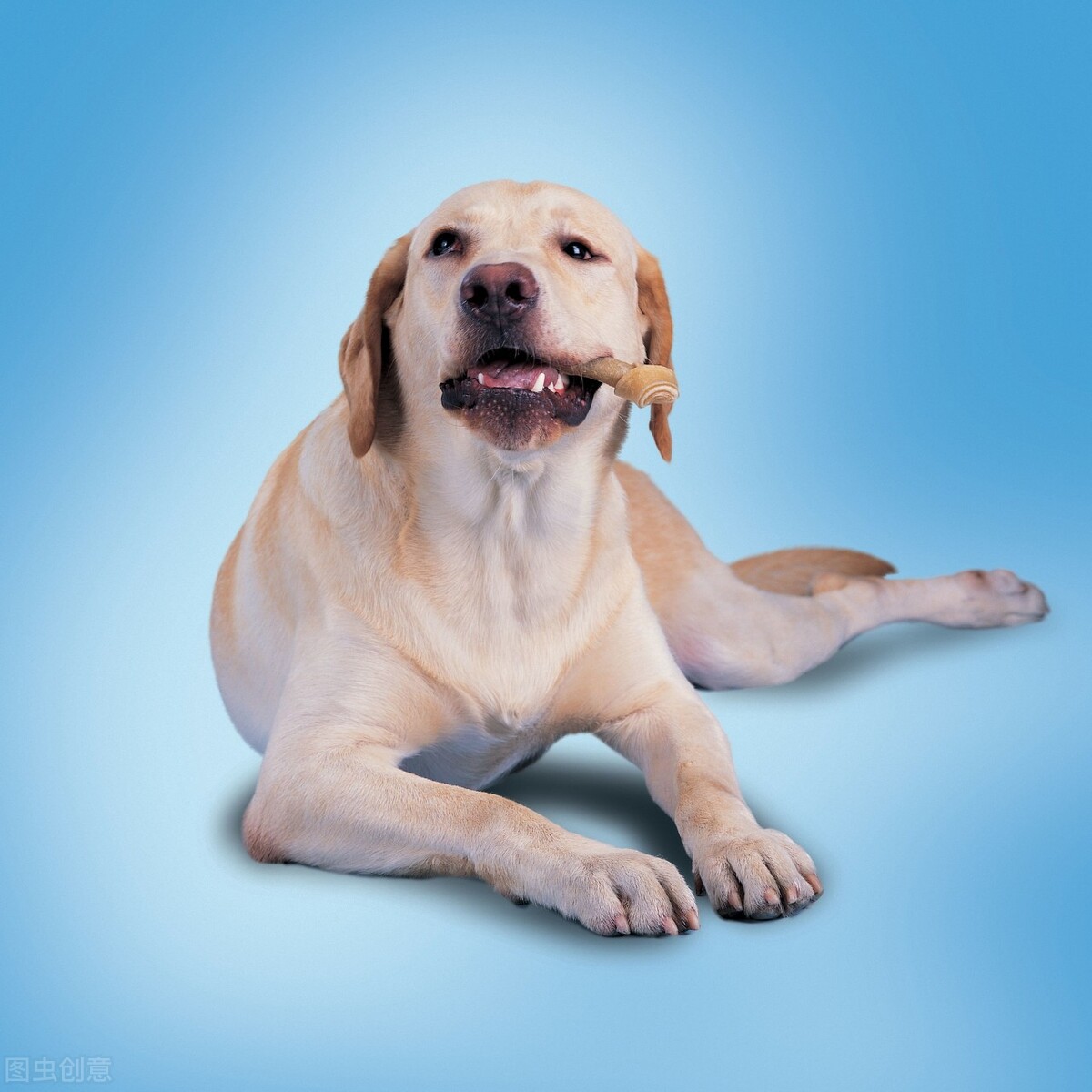 狗狗频繁舔尿道尿黄怎么办,狗狗老舔尿道怎么回事