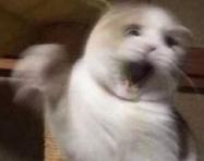 老巫女想要甜甜的恋爱，为讨王子欢心，忍痛拔掉三十年老腿毛