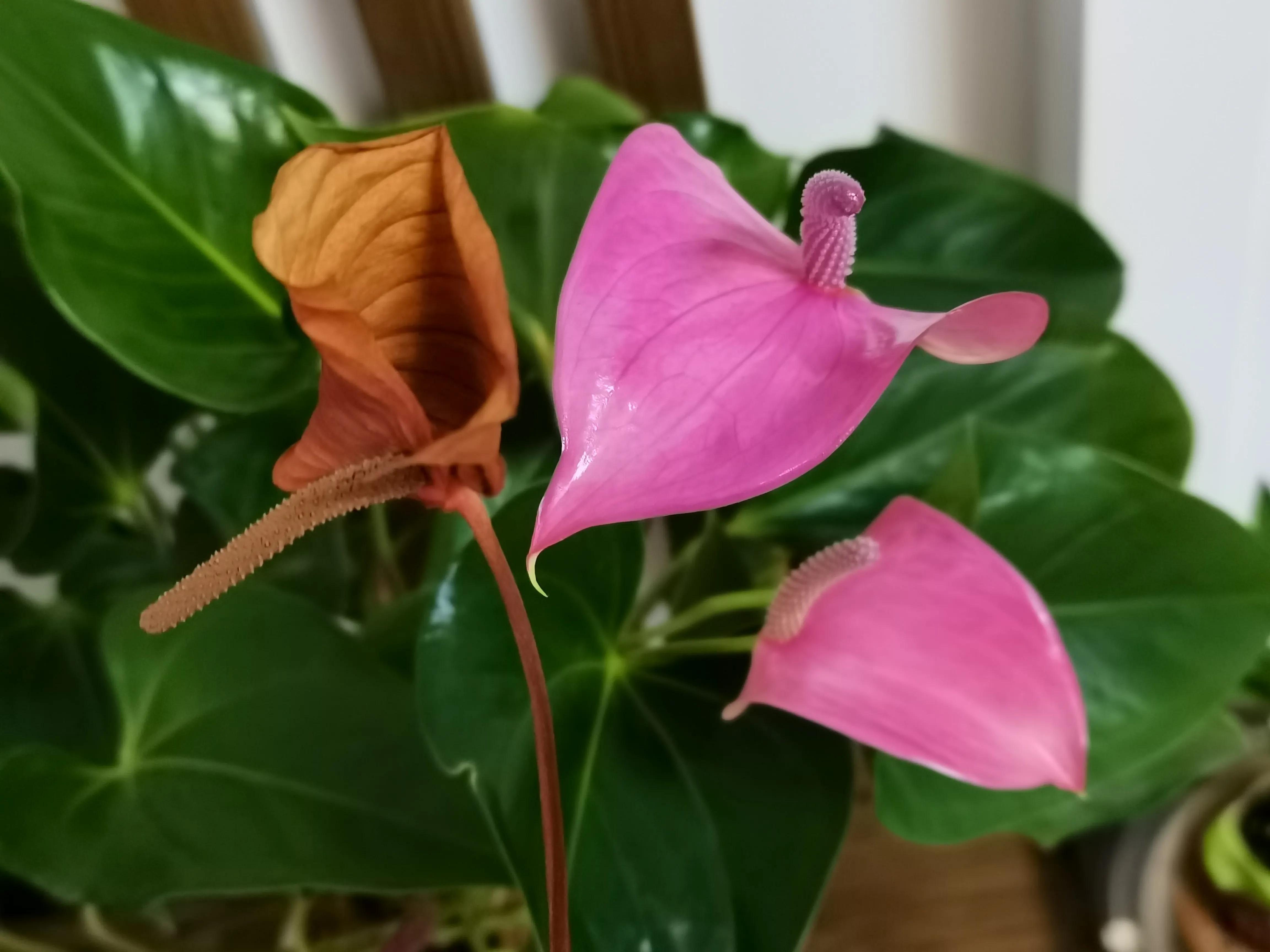 粉掌花变绿了怎么处理,粉掌花败了如何修剪