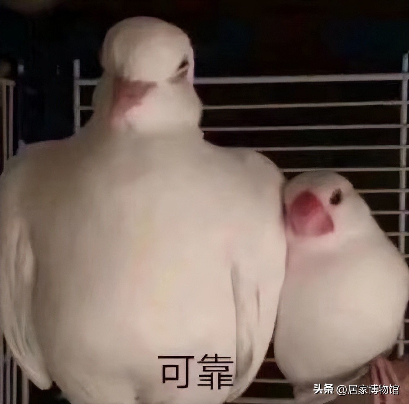 45千按摩椅买什么牌子,哪款按摩椅性价比最高