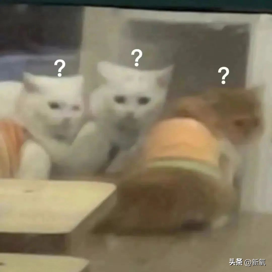 马东锡和芮呈和如何认识的,马东锡和芮呈和合影